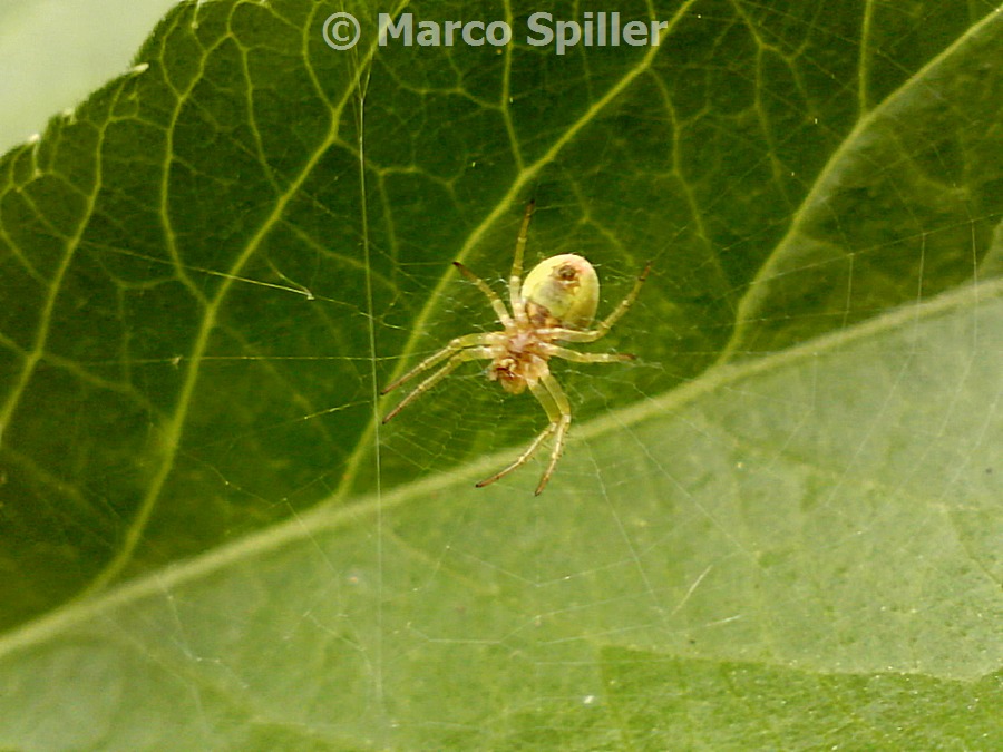 Araniella sp. (foto lato ventrale) - Milano